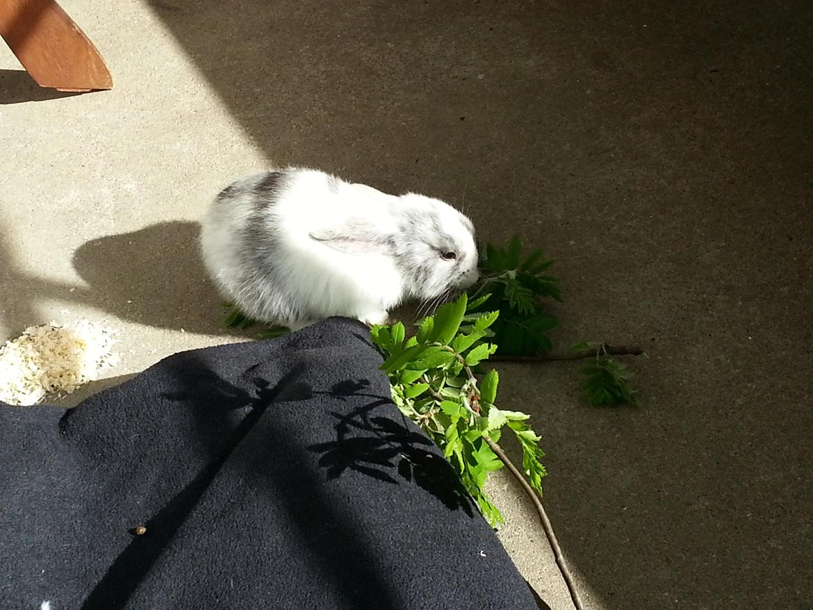 Kanin hr. skjødt R.I.P. d. 16 august 2013 billede 9