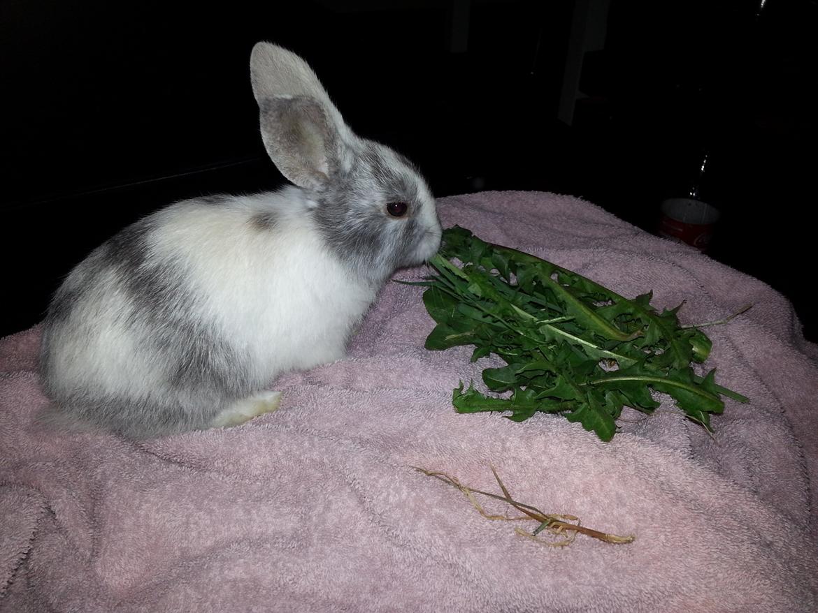 Kanin hr. skjødt R.I.P. d. 16 august 2013 billede 10