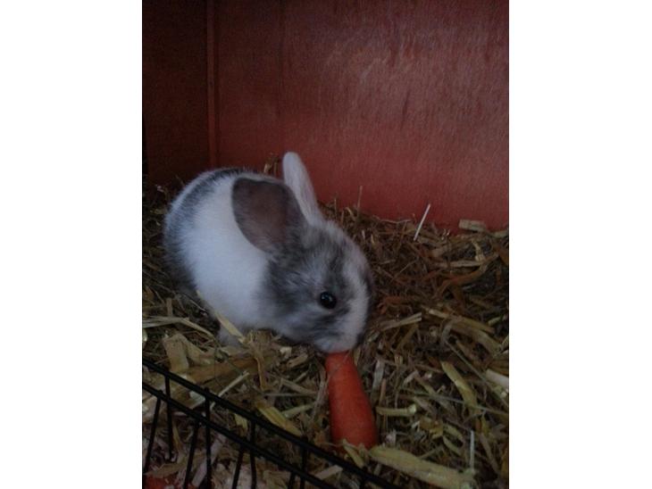 {{currentPhoto.altText}} billede {{currentPhoto.number}}