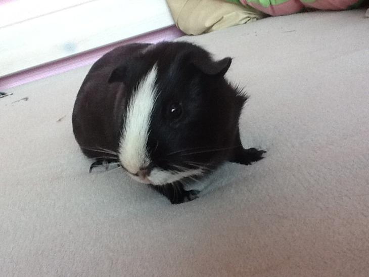 {{currentPhoto.altText}} billede {{currentPhoto.number}}