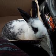 Kanin Prinsesse Putte