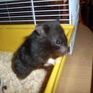 Hamster Freya *Guldhamster*