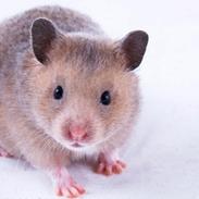 Hamster Delicious Løvehjerte