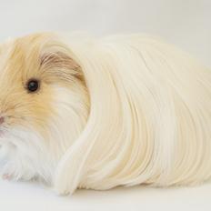 Marsvin Severins Simba