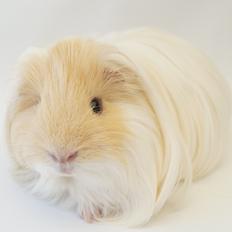 Marsvin Severins Simba