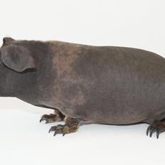 Marsvin Flintstones Mulder