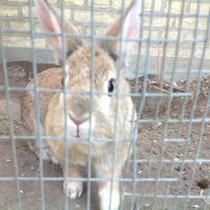 Kanin Daisy R.I.P (himmelgnaver)