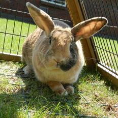 Kanin Anijo´s Silke