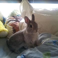 Kanin Ahrenkiels Ninka