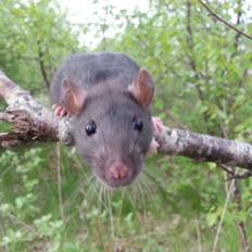 Tamrotte Baby Black Bear