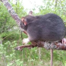 Tamrotte Baby Black Bear