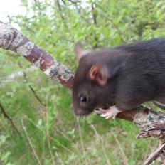 Tamrotte Baby Black Bear