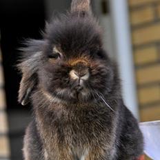 Kanin |Kaninbandens Donkey aka. Hippien