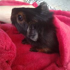 Marsvin Dumbo aka. Nutella