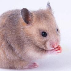 Hamster Delicious Løvehjerte