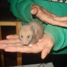 Hamster Delicious Løvehjerte