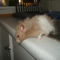 Hamster Dueracell Løvehjerte