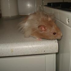 Hamster Dueracell Løvehjerte