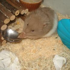 Hamster Dueracell Løvehjerte