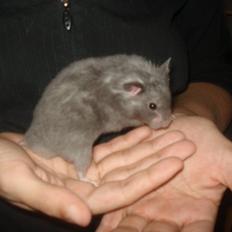 Hamster Malthes Blue Pride