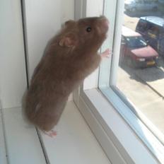 Hamster Simses Hyben