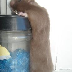 Hamster Simses Hyben