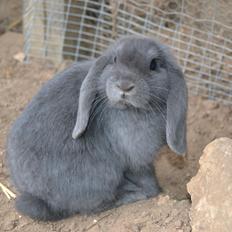 Kanin Egemosgårds Misty