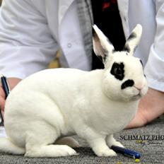 Kanin Team Winther`s Don`t Worry Be Happy.