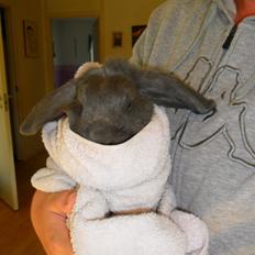 Kanin Valdemar (Billy Boo)