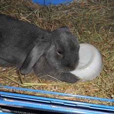 Kanin Valdemar (Billy Boo)