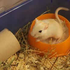 Ørkenrotte Tøssen solgt