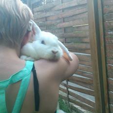 Kanin Nanna Nysgerrig