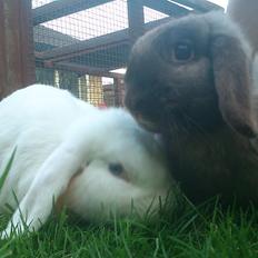 Kanin Nanna Nysgerrig