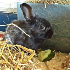 Kanin Louis the Lion