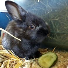 Kanin Louis the Lion