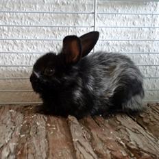 Kanin Louis the Lion