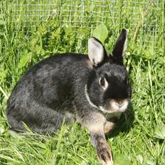 Kanin Ahrenkiels Frigg |Hermelin| *R.I.P.*