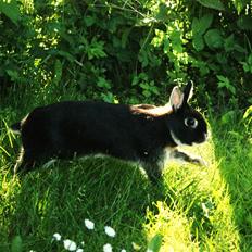 Kanin Ahrenkiels Frigg |Hermelin| *R.I.P.*