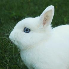 Kanin Ahrenkiels Sexy Blue Eyes |Hermelin| *R.I.P.*