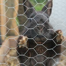 Kanin Ahrenkiels Stampe Jr. |Blanding| *R.I.P.*