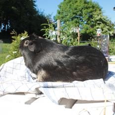 Marsvin Filomes Genus Mercedes