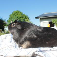 Marsvin Filomes Genus Mercedes