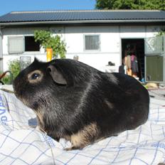 Marsvin Filomes Genus Mercedes