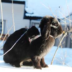 Kanin Rozettas Maddie Layne av Palema