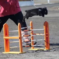 Kanin Rozettas Maddie Layne av Palema