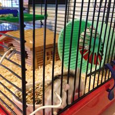 Dværghamster Prinsesse Zamira