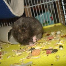 Hamster Tusse´s Toffifee