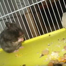 Hamster Tusse´s Toffifee