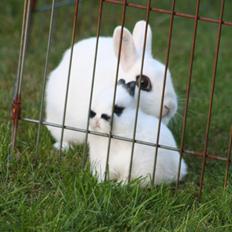 Kanin Diesel (Hermelin)