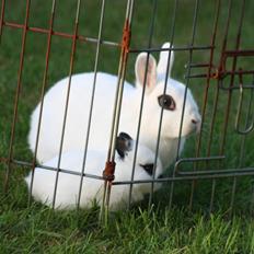 Kanin Diesel (Hermelin)